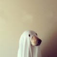 /album/milacikovia/a126801-ghost-dog-jpg/