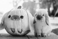 /album/milacikovia/a137070-bunny-pumpkin-jpg1/